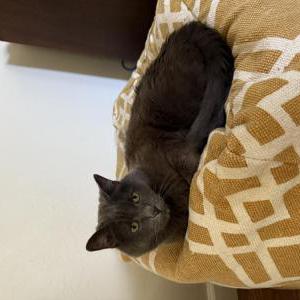 Lost Cat Smokey