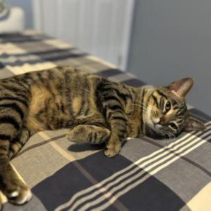 Lost Cat Sammy