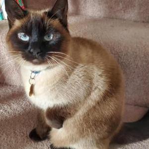 Lost Cat Zuzu