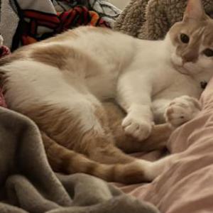 Lost Cat Peach