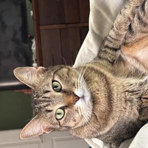 Lost Cat Polly