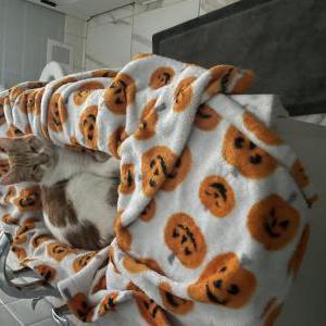 Image of Unknown, Found Cat