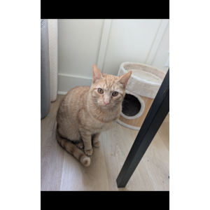 Lost Cat Archer (Stink)