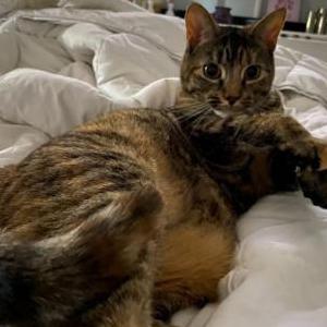 Lost Cat Leia