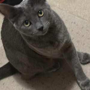 Lost Cat Willow