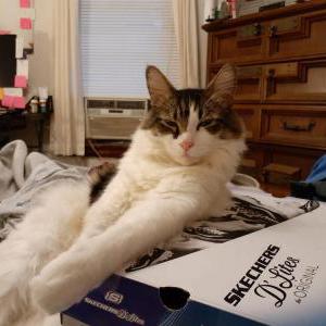 Lost Cat Gizmo