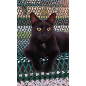 Lost Cat Mishu