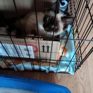 Found Cat Unknown