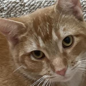 Lost Cat Mufasa