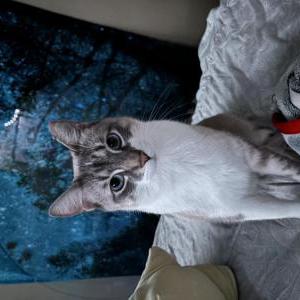 Lost Cat Loui