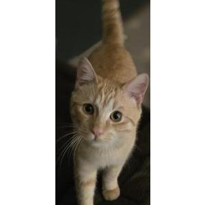 Found Cat unknown