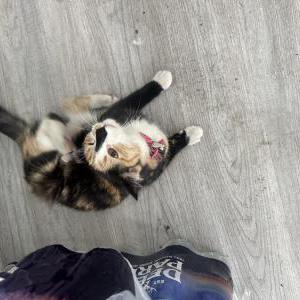 Image of Unknown, Found Cat