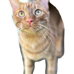 Image of Bodhi, Lost Cat