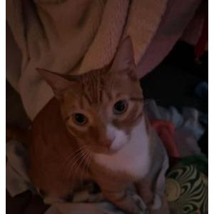 Image of Teddy, Lost Cat