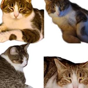 Image of Kit Kat, Lost Cat
