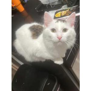 Lost Cat Yoda