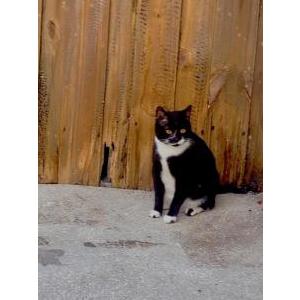 Image of Cosmo, Lost Cat