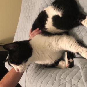 Image of Solana, Lost Cat