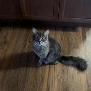 Image of Spencer, Lost Cat