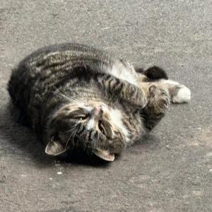 Image of Mook, Lost Cat