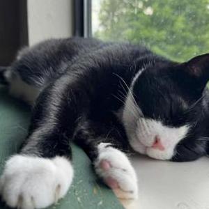 Lost Cat simon