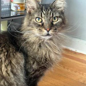 Lost Cat SHADIE