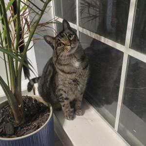 Lost Cat Titan