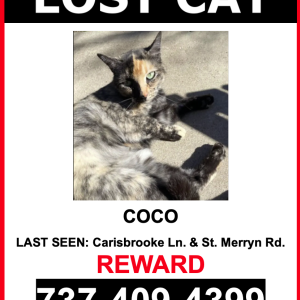 Image of Coco, Lost Cat