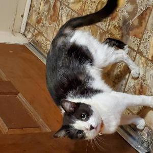 Lost Cat Felix Lee