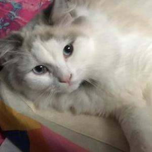 Lost Cat Leo