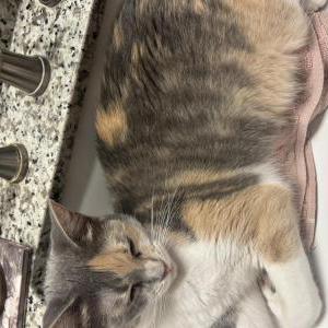 Lost Cat Pippi