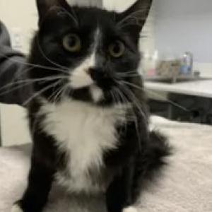 Image of Robin, Lost Cat