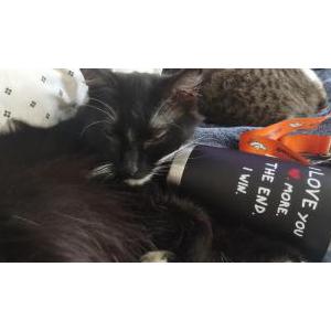 Lost Cat Double0s