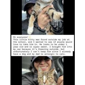 Found Cat Unknown