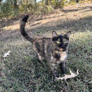 Found Cat Unsure