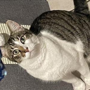 Found Cat Unknown