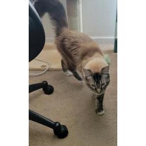 Lost Cat Ocean
