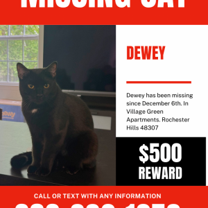 Lost Cat dewey