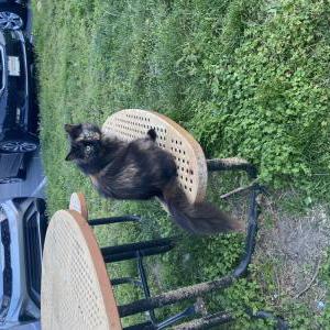 Image of Peepee/Rusty, Lost Cat