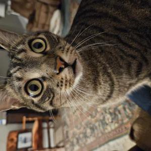 Lost Cat Kitty
