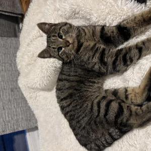 Image of Unknown, Found Cat