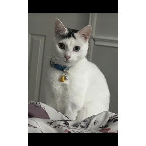 Lost Cat Angel