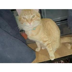 Lost Cat Blue
