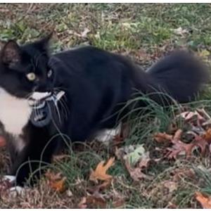 Lost Cat Kaki Tom