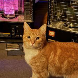 Lost Cat Rocky