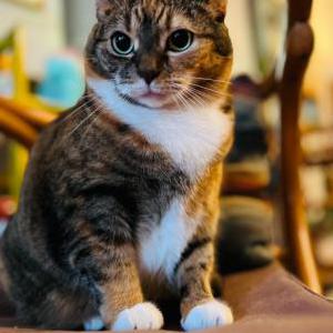 Lost Cat Chamomile