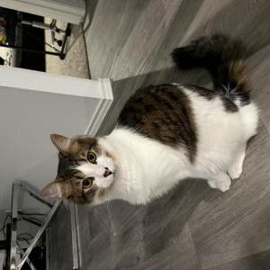 Lost Cat Tommy