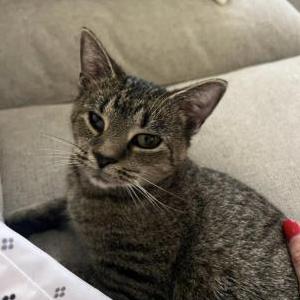 Lost Cat Nook