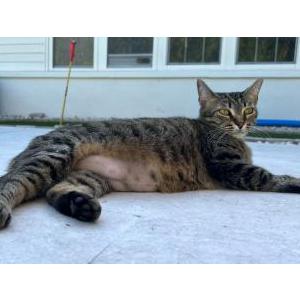 Lost Cat Kitty