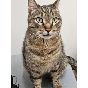 Image of Flipper, Lost Cat
